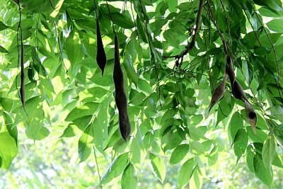 Wisteria floribunda - visterie květnantá - plody a listy